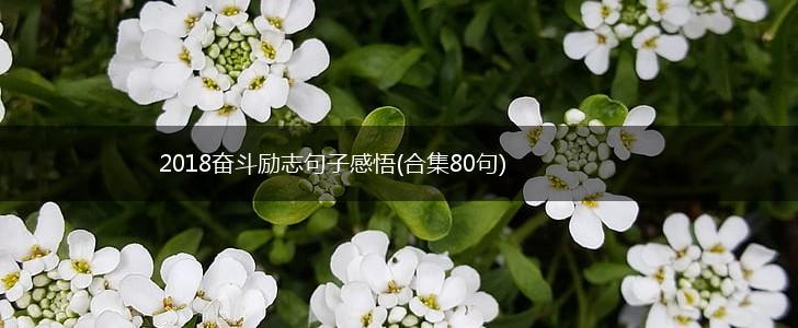 2018奋斗励志句子感悟(合集80句),第1张