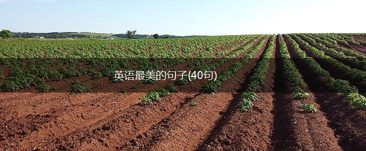 英语最美的句子(40句),第1张