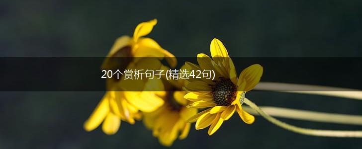 20个赏析句子(精选42句),第1张