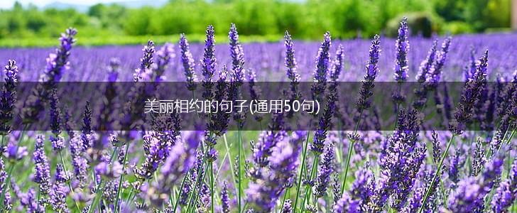 美丽相约的句子(通用50句),第1张