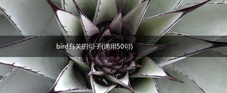 bird有关的句子(通用50句),第1张