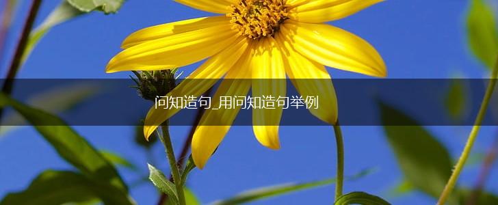 问知造句_用问知造句举例,第1张