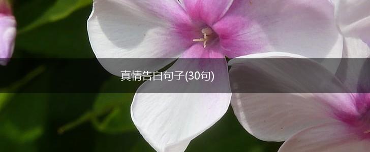 真情告白句子(30句),第1张