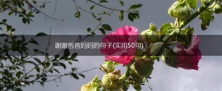 谢谢爸爸妈妈的句子(实用50句),第1张