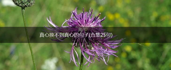 真心换不到真心的句子(合集25句),第1张