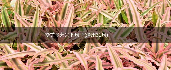 赞美张艺兴的句子(通用31句),第1张