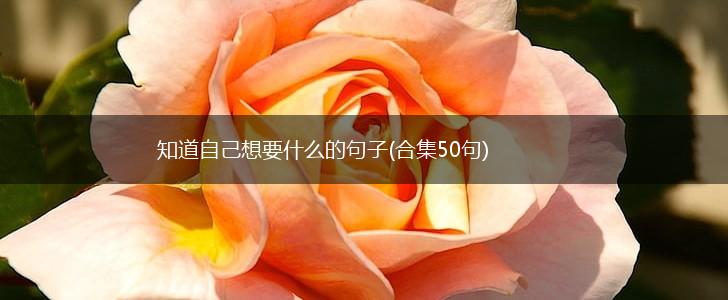 知道自己想要什么的句子(合集50句),第1张