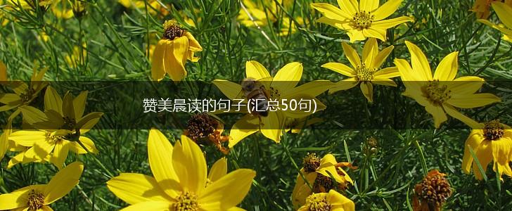赞美晨读的句子(汇总50句),第1张