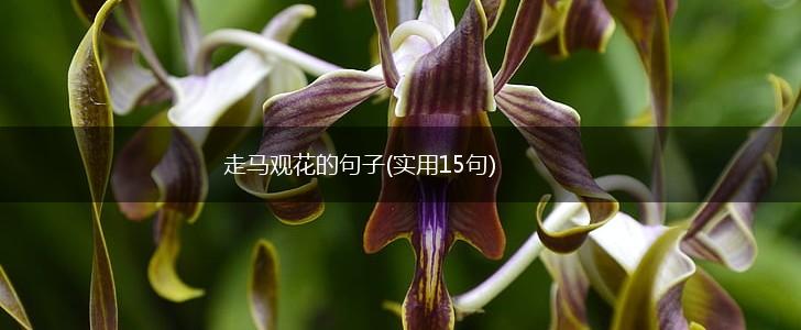走马观花的句子(实用15句),第1张