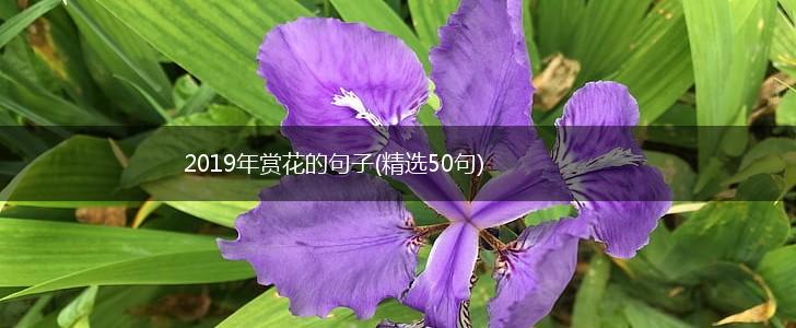 2019年赏花的句子(精选50句),第1张