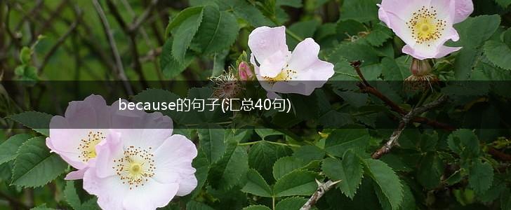because的句子(汇总40句),第1张