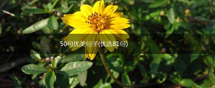 50句优美句子(优选81句),第1张