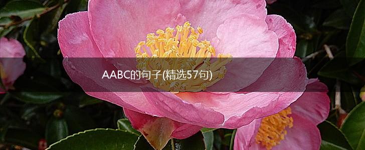 AABC的句子(精选57句),第1张