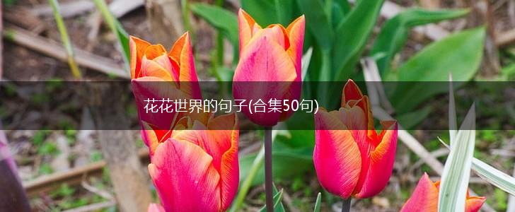 花花世界的句子(合集50句),第1张