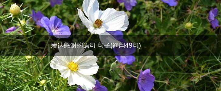表达感谢的语句 句子(通用49句),第1张