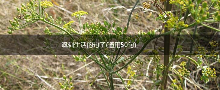 讽刺生活的句子(通用50句),第1张