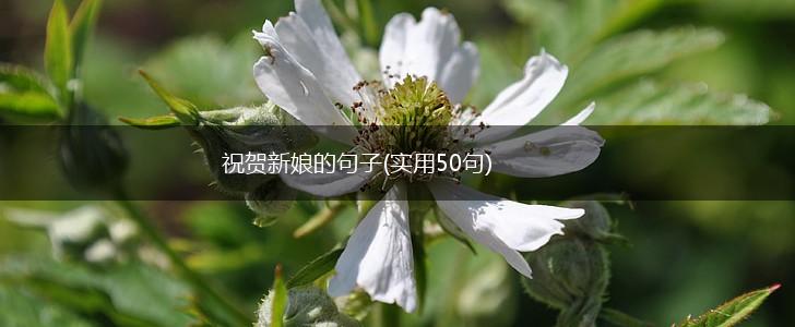 祝贺新娘的句子(实用50句),第1张