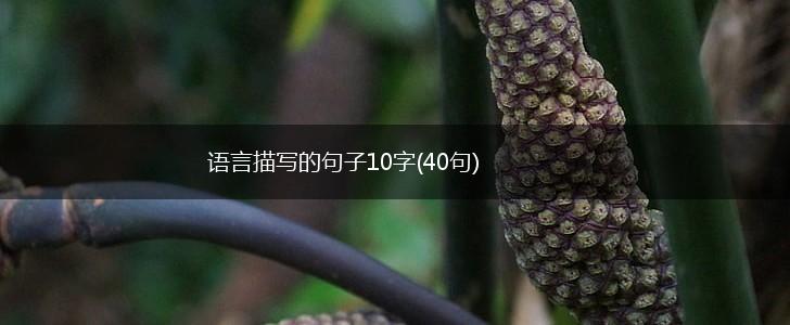 语言描写的句子10字(40句),第1张