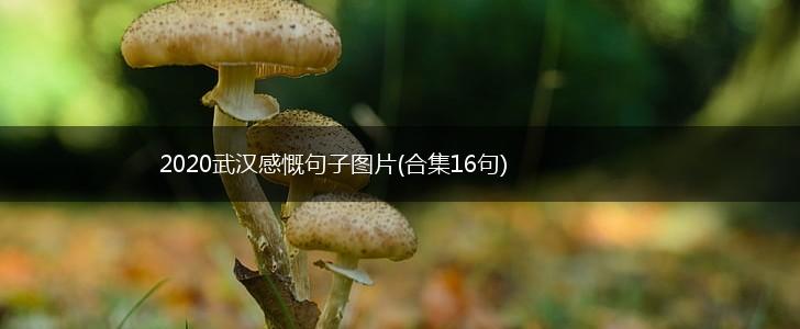 2020武汉感慨句子图片(合集16句),第1张