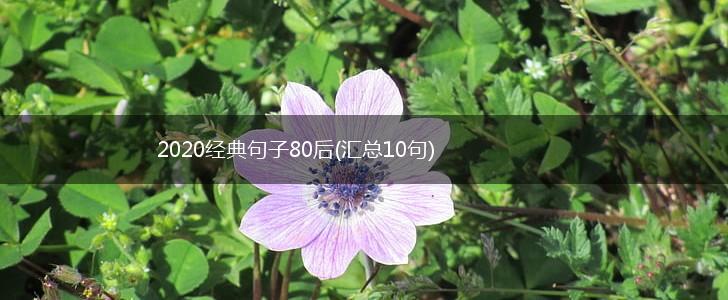 2020经典句子80后(汇总10句),第1张
