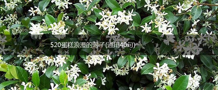 520蛋糕浪漫的句子(通用40句),第1张