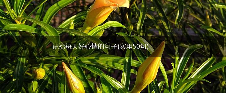 祝福每天好心情的句子(实用50句),第1张