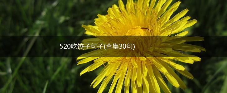 520吃饺子句子(合集30句),第1张
