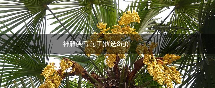 神雕侠侣 句子(优选8句),第1张