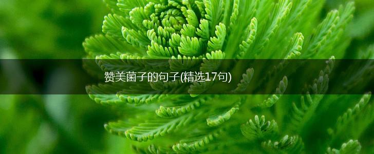 赞美菌子的句子(精选17句),第1张
