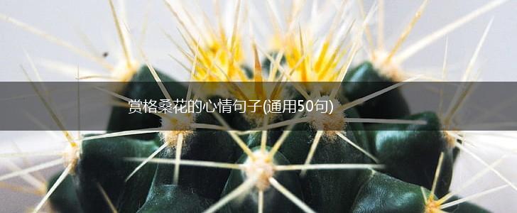 赏格桑花的心情句子(通用50句),第1张