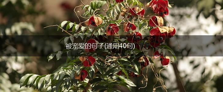 被宠爱的句子(通用40句),第1张