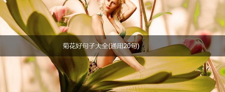 菊花好句子大全(通用20句),第1张