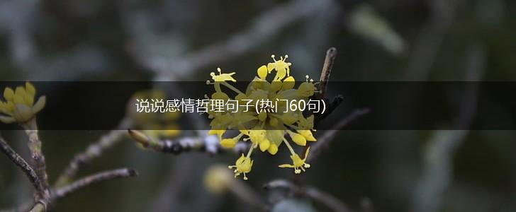 说说感情哲理句子(热门60句),第1张