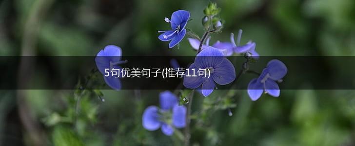 5句优美句子(推荐11句),第1张