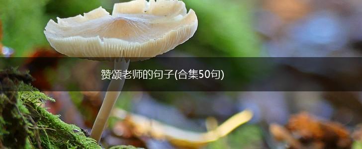 赞颂老师的句子(合集50句),第1张