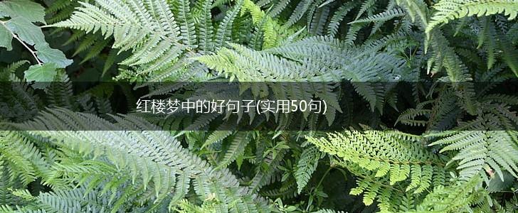 红楼梦中的好句子(实用50句),第1张