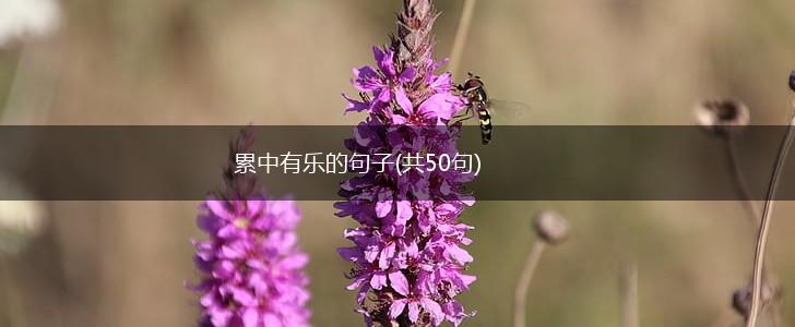 累中有乐的句子(共50句),第1张