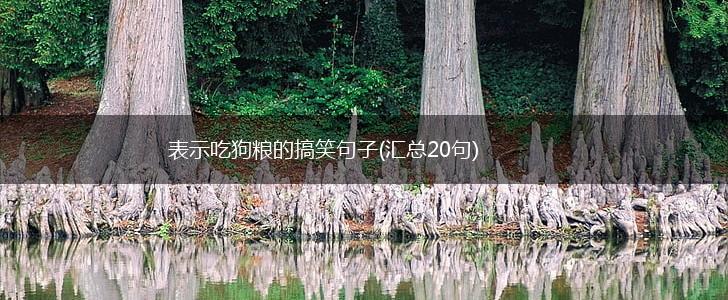 表示吃狗粮的搞笑句子(汇总20句),第1张