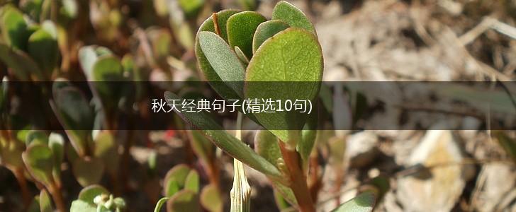 秋天经典句子(精选10句),第1张