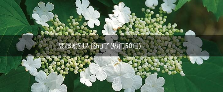 要感谢别人的句子(热门50句),第1张