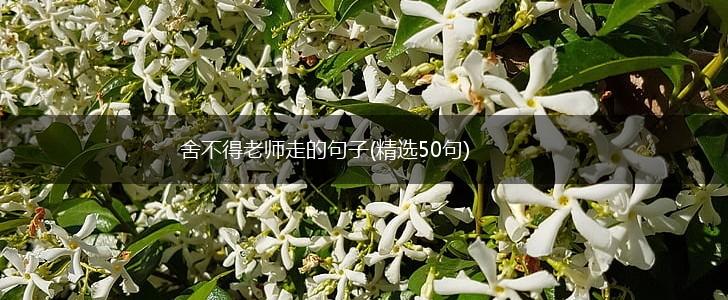 舍不得老师走的句子(精选50句),第1张