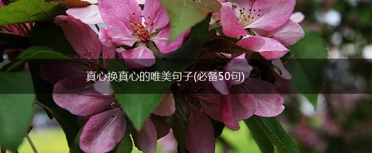 真心换真心的唯美句子(必备50句),第1张