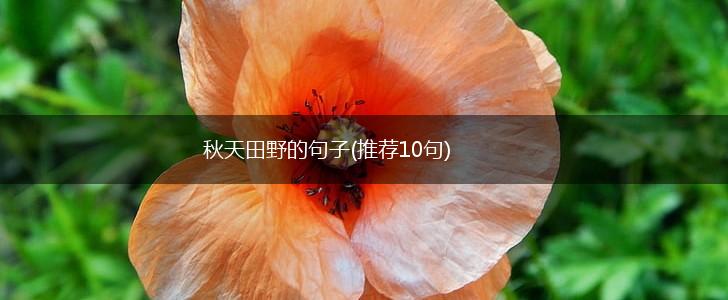 秋天田野的句子(推荐10句),第1张