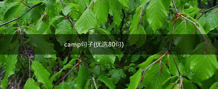 camp句子(优选80句),第1张