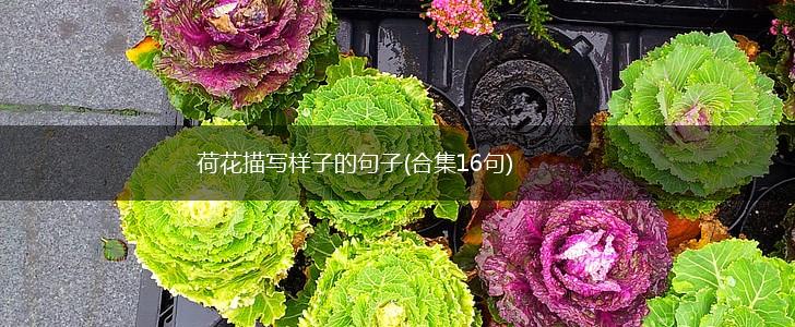 荷花描写样子的句子(合集16句),第1张