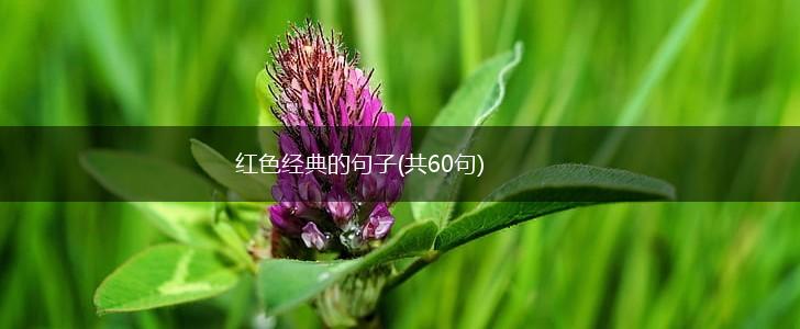 红色经典的句子(共60句),第1张