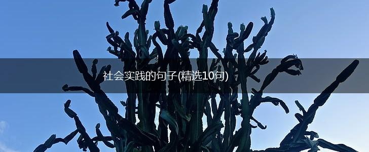 社会实践的句子(精选10句),第1张