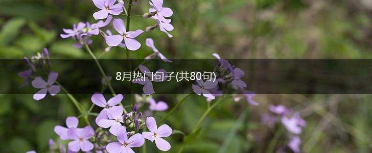 8月热门句子(共80句),第1张
