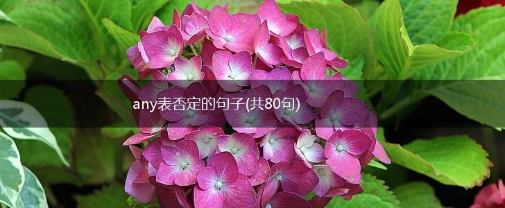 any表否定的句子(共80句),第1张