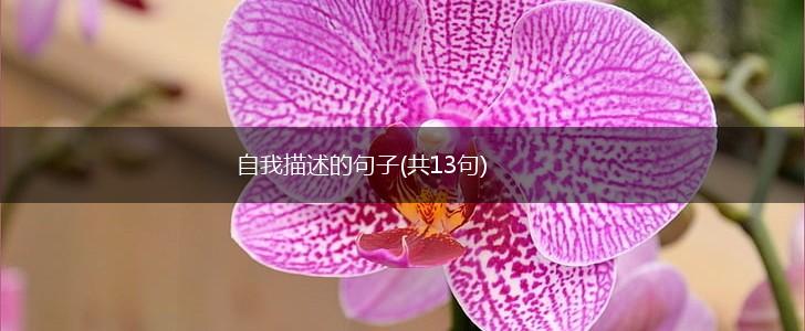 自我描述的句子(共13句),第1张